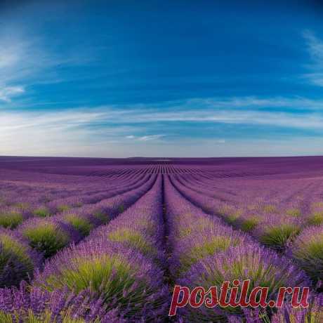 ЛАВАНДА УЗКОЛИСТНАЯ
Lavandula angustifolia L.
Семейство Яснотковые (Губоцветные) — Lamiaceae (Labiatae)