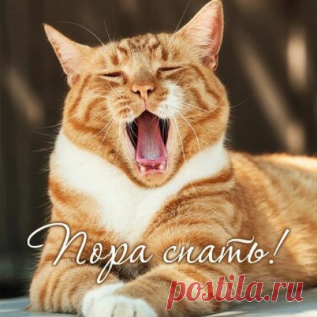 260 карточек в коллекции «Доброго дня и настроения» пользователя Мария Сорокина М. в Яндекс.Коллекциях
