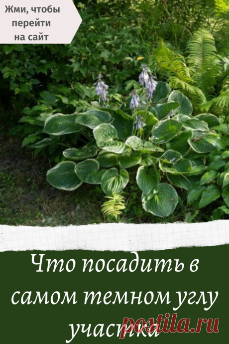 Что посадить в самом темном углу участка