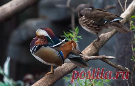 Утки-мандаринки сладко уснули. Засыпайте и вы! Фото Владимира Александровича Корсакова: nat-geo.ru/photo/user/298825