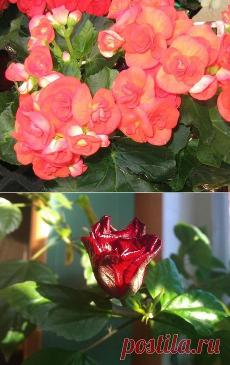 Как правильно выбрать растения для северных окон и других сторон света - Сад на подоконнике