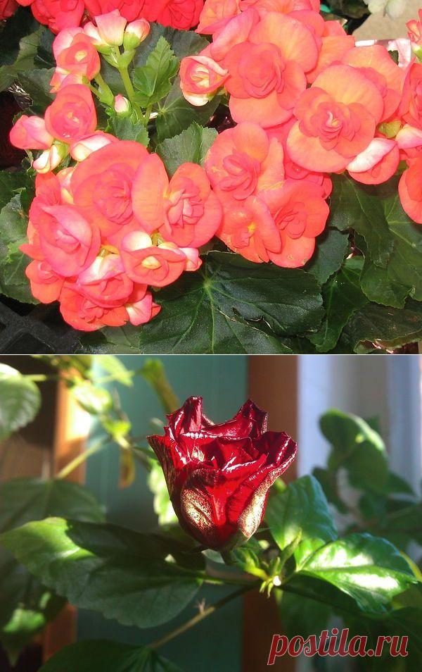 Как правильно выбрать растения для северных окон и других сторон света - Сад на подоконнике