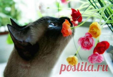 Растения опасные для кошек