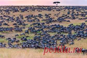 Найди зебру... Zebra Hides Among Huge Wildebeest Herd in Kenya | PEOPLE.com