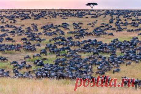 Найди зебру... Zebra Hides Among Huge Wildebeest Herd in Kenya | PEOPLE.com