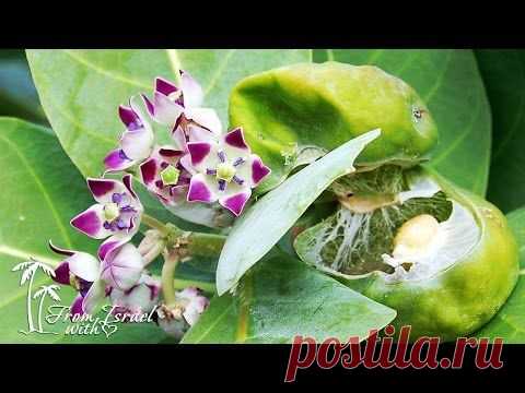 Содомское яблоко (видео)