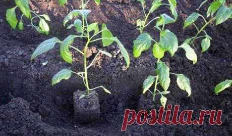 Что класть в лунку при посадке перца: секреты подкормки для хорошего урожая — Сад Заготовка