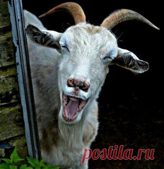 15 лучших работ международного конкурса фотографий смешных животных