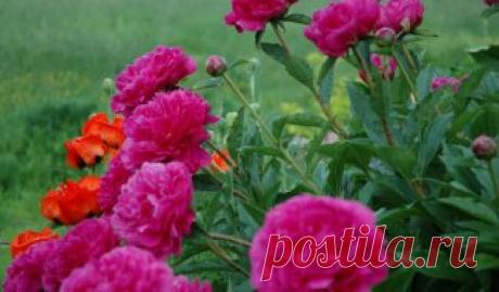 Лучшие сорта махровых пионов |