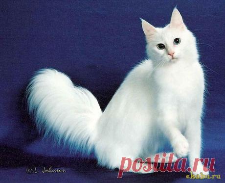 кошки: 7 млн изображений найдено в Яндекс.Картинках