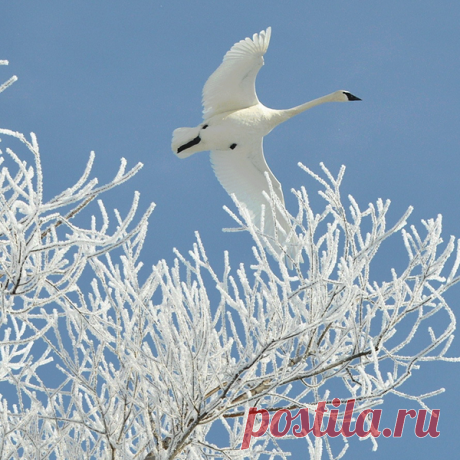 Зимнее очарование.