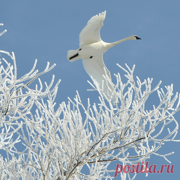 Зимнее очарование.