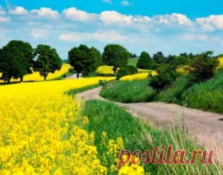 “Сурепное масло” заблокирована Сурепное масло | Компания «Вегановъ» - вегетарианские продукты питания.