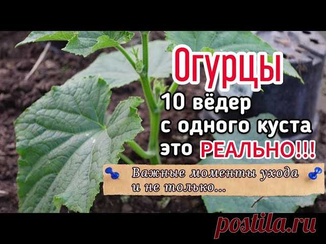 Об этом Вы точно не знали! ВСЁ ПРО ВЫРАЩИВАНИЕ ОГУРЦОВ в одном видео.