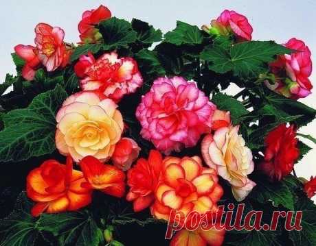 Янтарная кислота - волшебный стимулятор роста.

Продавец в цветочном магазине однажды уговорил меня купить янтарную кислоту: мол, это средство удивительно стимулирует рост растений и переборщить с ним невозможно.
Дома я развела 1 г. порошка на 5 л. воды, полила и опрыскала раствором все домашние растения. Результат стал заметен уже через неделю.
Показать полностью…
