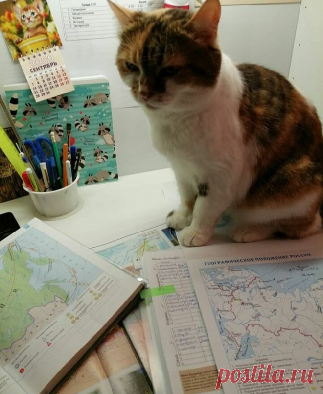 Как наша кошка Милана помогает нашему сыну с домашними уроками | О кошках и не только | Яндекс Дзен