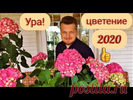 Гортензия. О уходе и сортах. Всё что знаю говорю ! Обзор 4 июня
