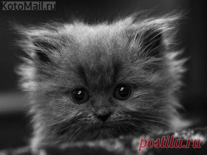 Чертенок | KotoMail.ru