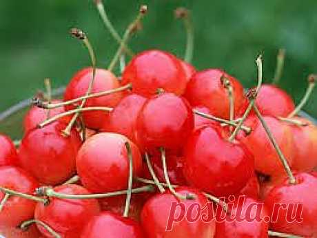 САМОГОН ИЗ ВИШНИ