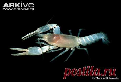 arkive animals - Поиск в Google