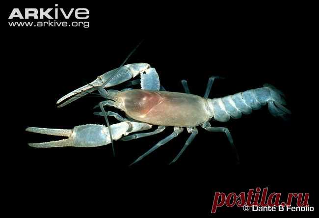 arkive animals - Поиск в Google