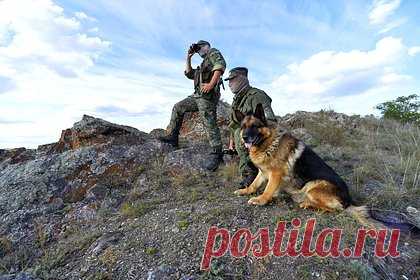 Под Херсоном служебная овчарка помогла полицейским найти схрон ВСУ в гараже. В Херсонской области полицейские со служебной собакой нашли схрон с боеприпасами. Правоохранителям сообщили об арсенале взрывоопасных предметов в доме 31-летнего местного жителя, который там уже не живет. Полицейский кинолог и немецкая овчарка по кличке Фелиция обследовали дом, надворную постройку и гараж.