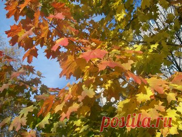 480 карточек в коллекции «Фото недели с 28 сентября по 4 октября» пользователя ЯндексКоллекции в Яндекс.Коллекциях