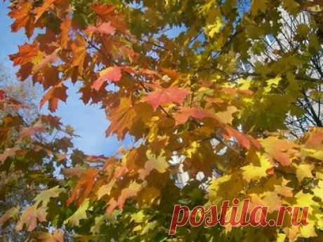 480 карточек в коллекции «Фото недели с 28 сентября по 4 октября» пользователя ЯндексКоллекции в Яндекс.Коллекциях