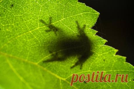 «Театр теней». За «ширмой» скрывается дальневосточная квакша, включенная в Красную книгу Забайкальского края. Автор фото – Андрей Биксалеев: nat-geo.ru/community/user/177150/