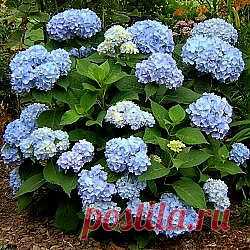 Гортензия | Комнатные растения | Энциклопедия | Garden Star - информационный портал