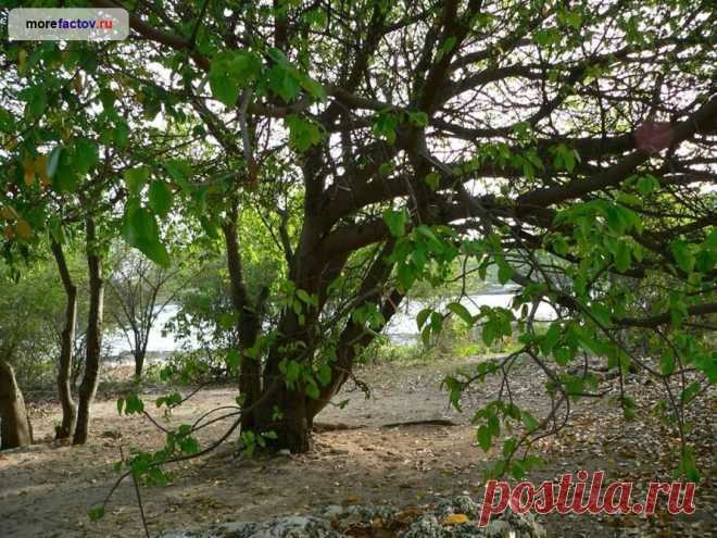 Дерево смерти манцинелла - самое ядовитое дерево планеты