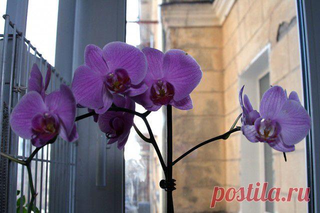 гвинейская орхидея - Поиск в Google