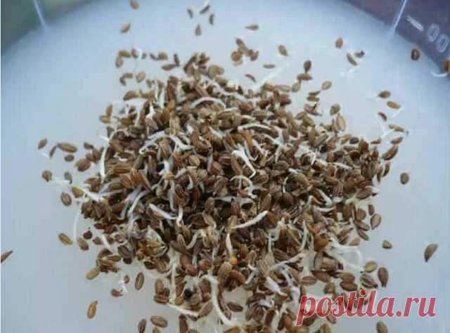 СЕЕМ МОРКОВЬ В КИСЕЛЕ!
Некоторые огородники смешивают семена моркови с песком и высеивают. А есть народный способ посадки в киселе.
1. Варим из крахмала жидкий кисель, на стакан остывшего киселя берем одну чайную ложку семян моркови, размешиваем и выливаем в заварной чайник.
2. Делаем в земле бороздку, проливаем её теплой водой, а затем выливаем в бороздку кисель с семенами из чайника.
3. Все семена ложатся отдельно друг от друга, остаётся засыпать их землёй.
4. Всходят он...