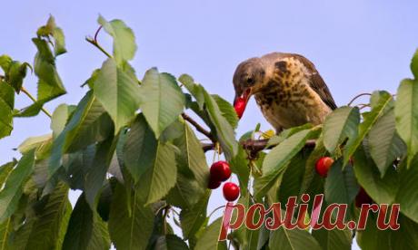 Отпугивание птиц: приспособления и препараты для защиты сада