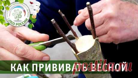 Из данного видео вы узнаете, как делать весеннюю прививку способом - за кору, когда использовать данный метод прививки.
https://vk.com/club116914413
Вера Лаврентьевна покажет, как и когда прививать фруктовые деревья весной. Как сделать прививку за кору.
Прищепка плодовых деревьев, прививка за кору один из самых
Показать ещё