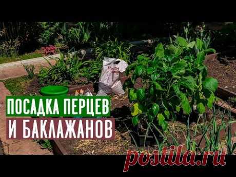 ПЕРЕЦ И БАКЛАЖАН 🍆 Посадка в открытый грунт / Садовый гид