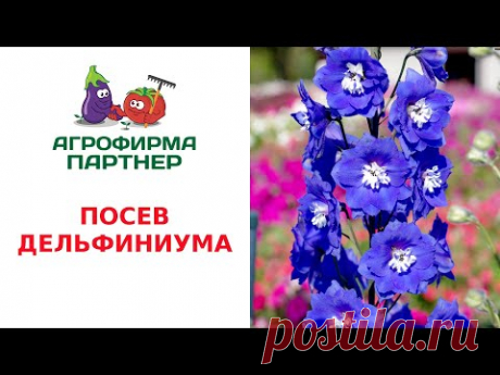 ПОСЕВ ДЕЛЬФИНИУМА