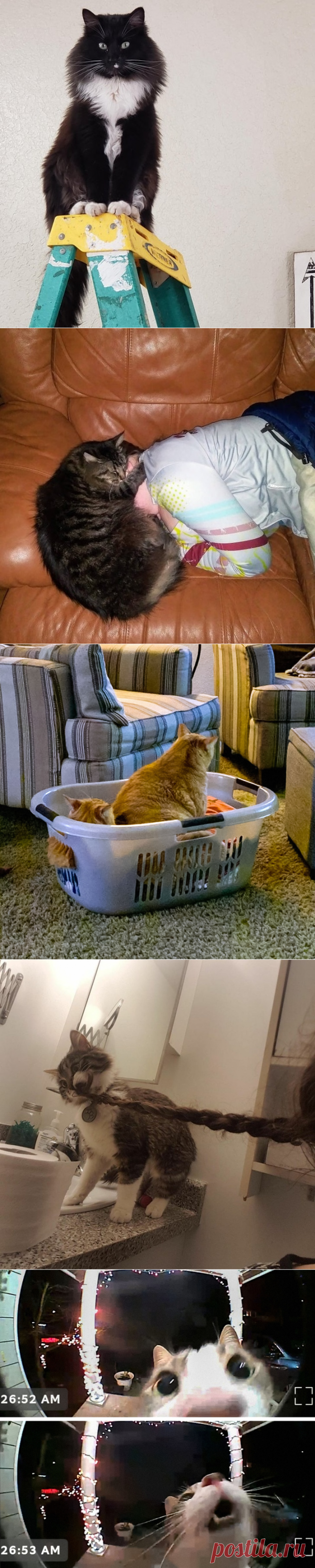 20+ человек, которые завели кота и теперь мечтают хотя бы о минуте покоя