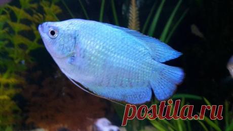(99) Фото с Tropical Fish Hobbyist - Ben Stevo Stevenson_cobalt gourami