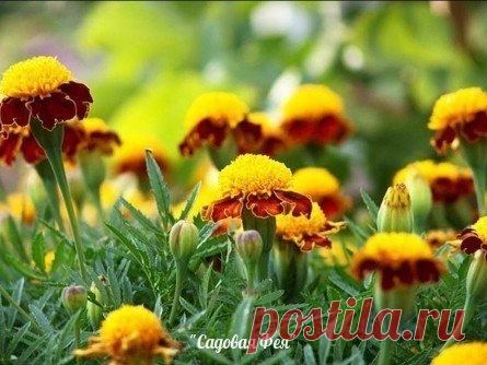 6 СЕКРЕТОВ ОПЫТНЫХ САДОВОДОВ