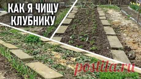 Мой способ чистки кустов клубники весной эффективно снижает заболевание пятнистостями и серой гнилью. | Любимая усадьба | Дзен
