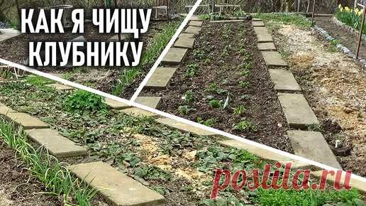Мой способ чистки кустов клубники весной эффективно снижает заболевание пятнистостями и серой гнилью. | Любимая усадьба | Дзен