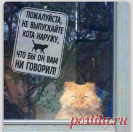 Кошки – инопланетяне? Кошки – одни из самых загадочных млекопитающих на Земле. Вроде бы они в людях и не нуждаются, но живут рядом с нами. Однако всегда держат дистанцию – и при этом не отказываются помочь. У кошек есть необычные способности, и некоторые из них не объяснимы научно – а ведь природа не создает ничего...