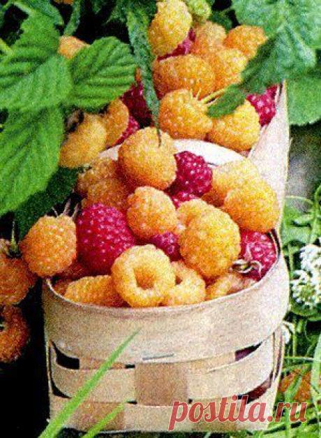 Выращивание малины. Практические советы. | Хозяин и Хозяюшка