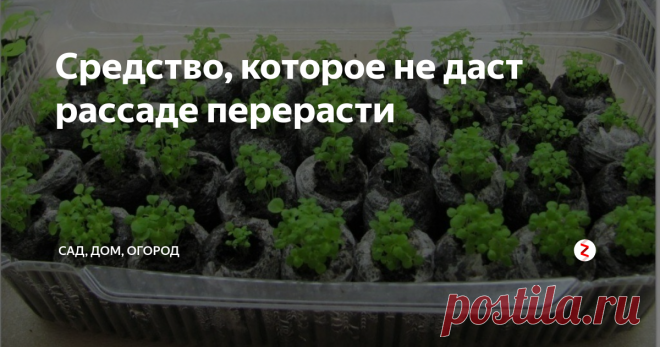 Средство, которое не даст рассаде перерасти Если весна выдалась холодная и затяжная, высадка рассады в грунт откладывается на неопределенное время. Чем это грозит? Прежде всего, перерастанием рассады. Когда рассада вытягивается, она ослабевает, а это не лучшим образом сказывается на будущем урожае.
Однако решить эту проблему вполне возможно. Причем, легко. Убедилась в этом на собственном опыте. Теперь хочу поделиться им с вами.
Два года наз