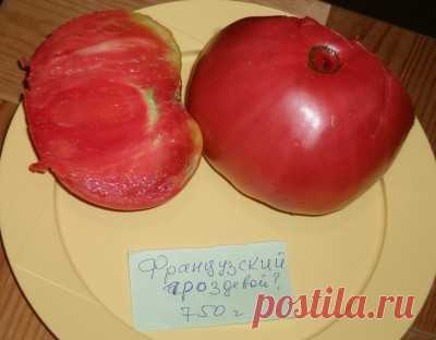 томат севрюга фото отзывы - 394 картинки. Поиск Mail.Ru