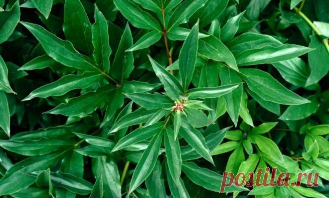 Почему не цветут пионы: 6 самых частых причин | Вики Терра - Сад и огород | Яндекс Дзен