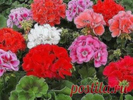 Хотите чтобы герань пышно цвела круглый год? - ПОИТЕ ЕЕ БРАЖКОЙ!
Сохраните, чтобы не потерять!