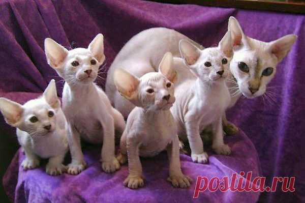Ася с котятами