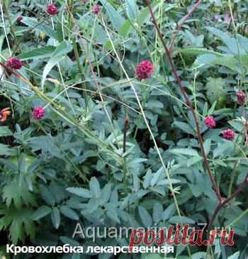 Дезинфицирующие и бактерицидные растения